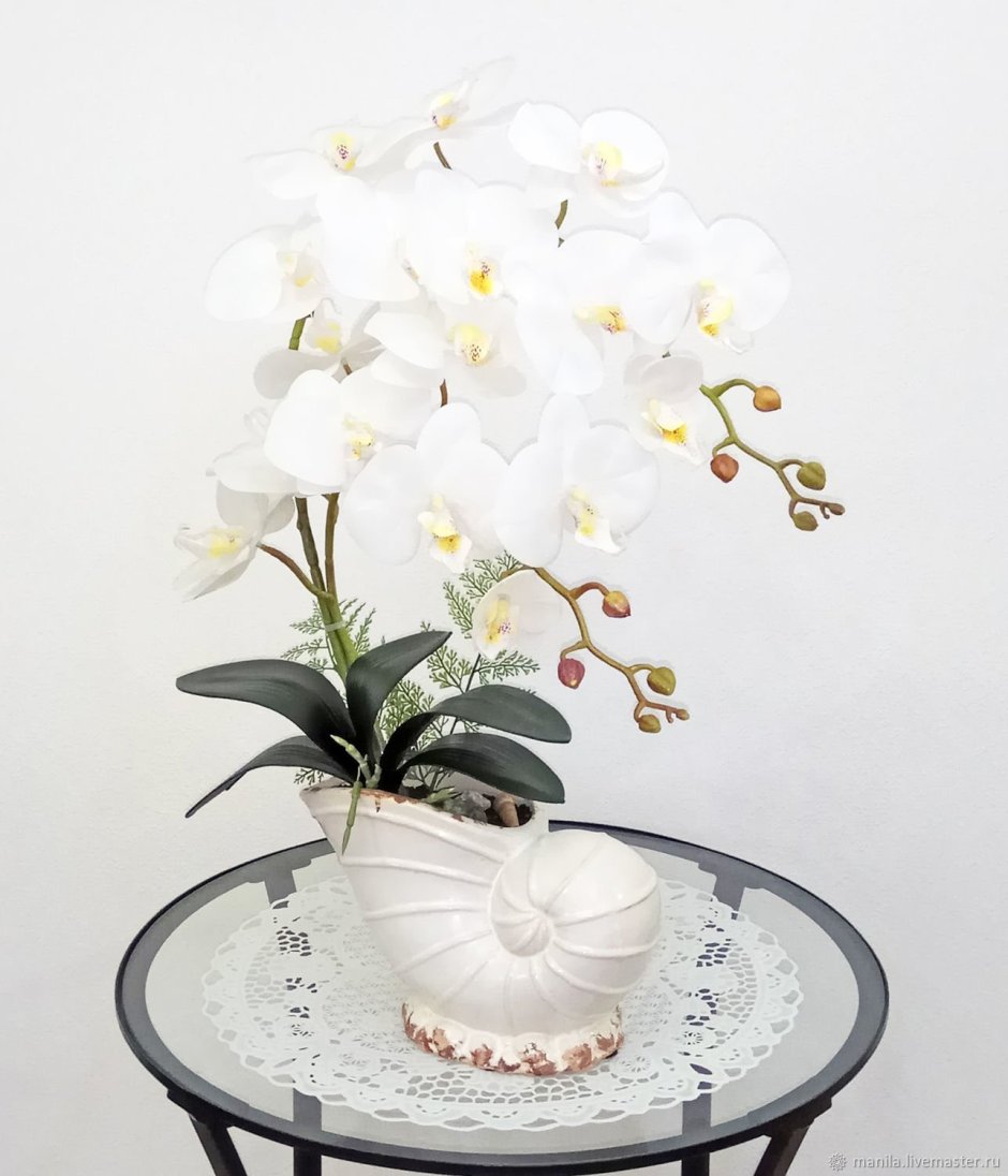 Орхидеи Shishi кашпо