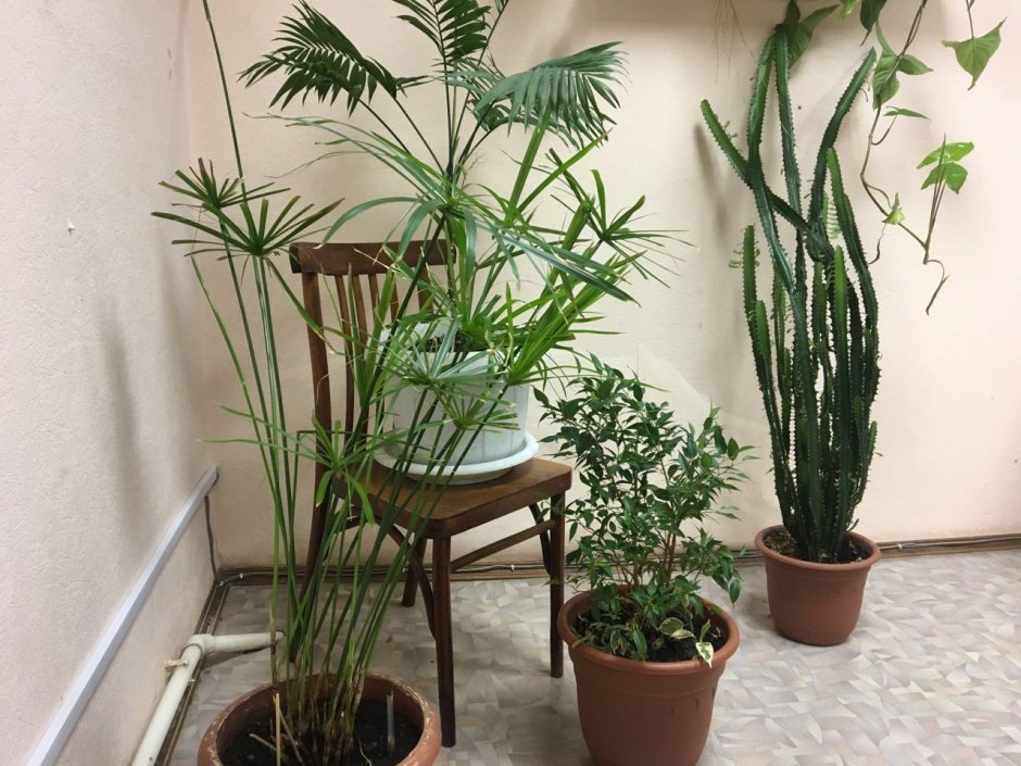 Shu Plants