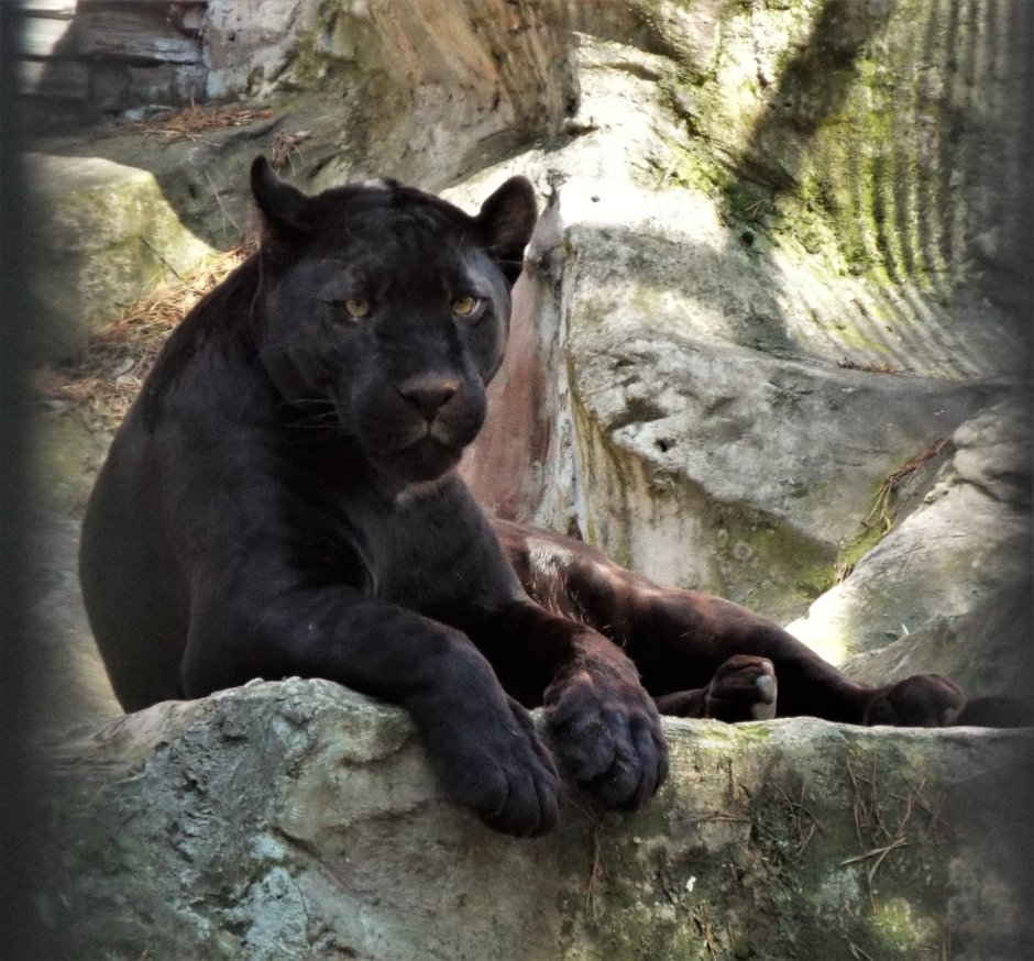 Барнаульский зоопарк пантера