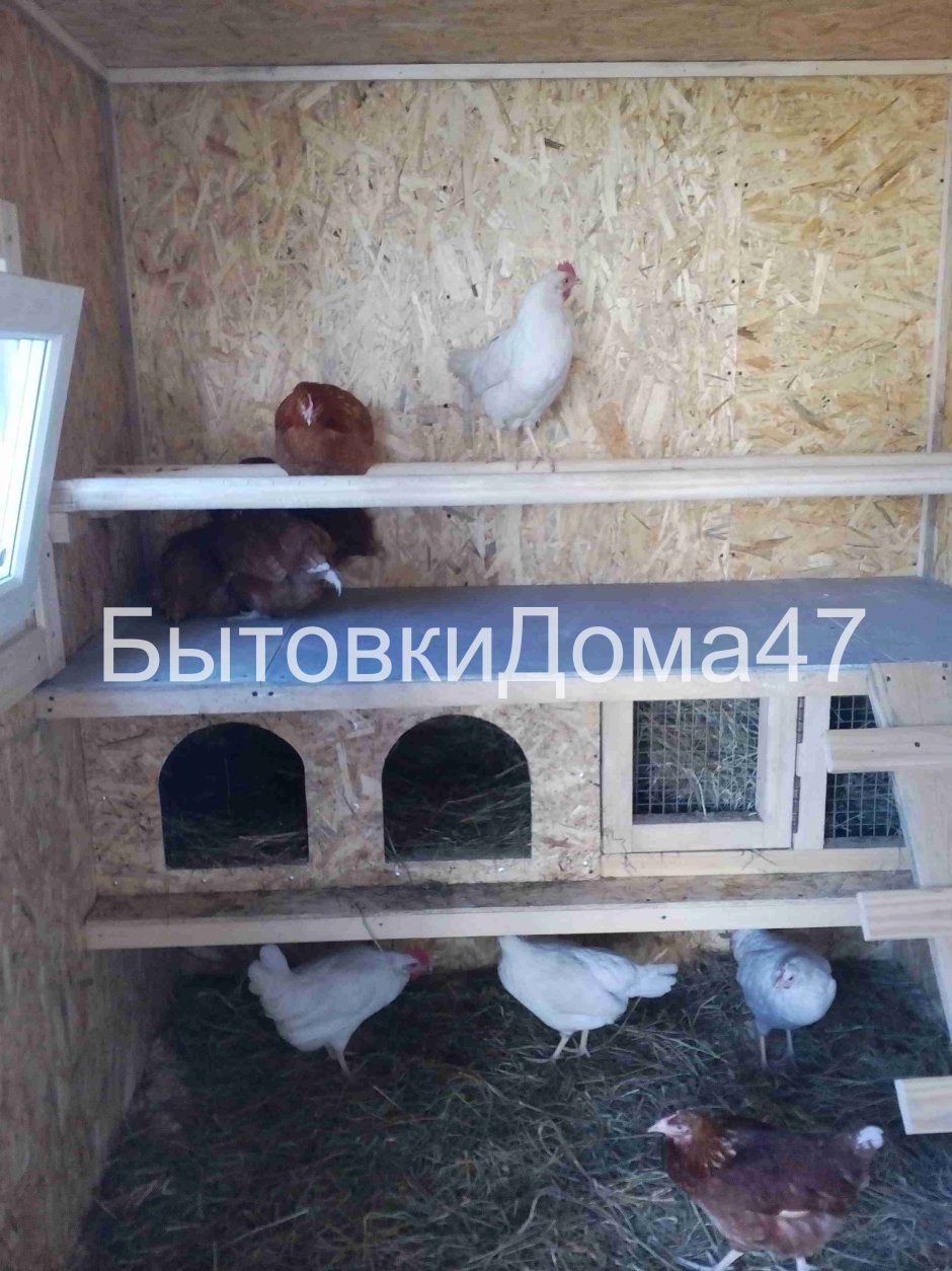 Насесты в курятнике