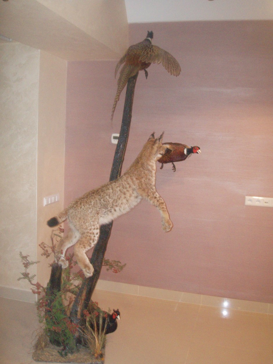 Музей чучел животных в Москве