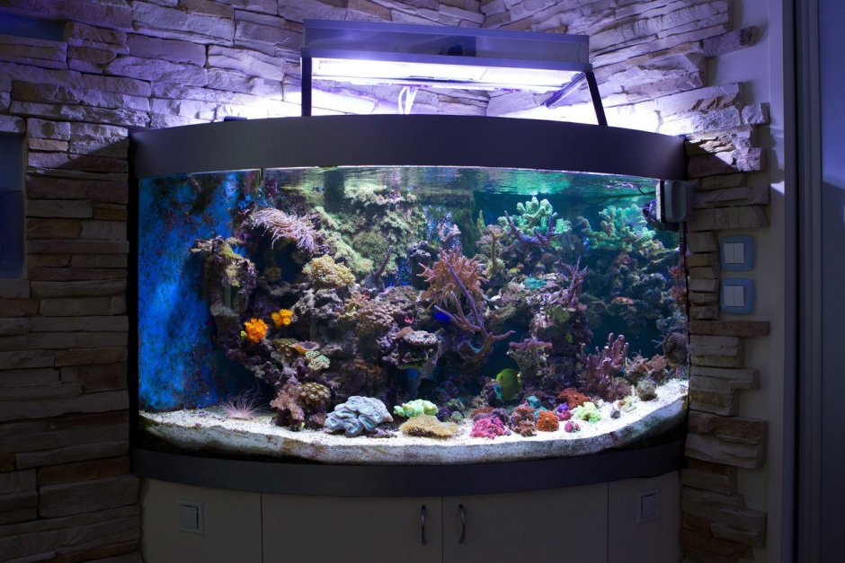 Панорамный аквариум в интерьере (52 фото)