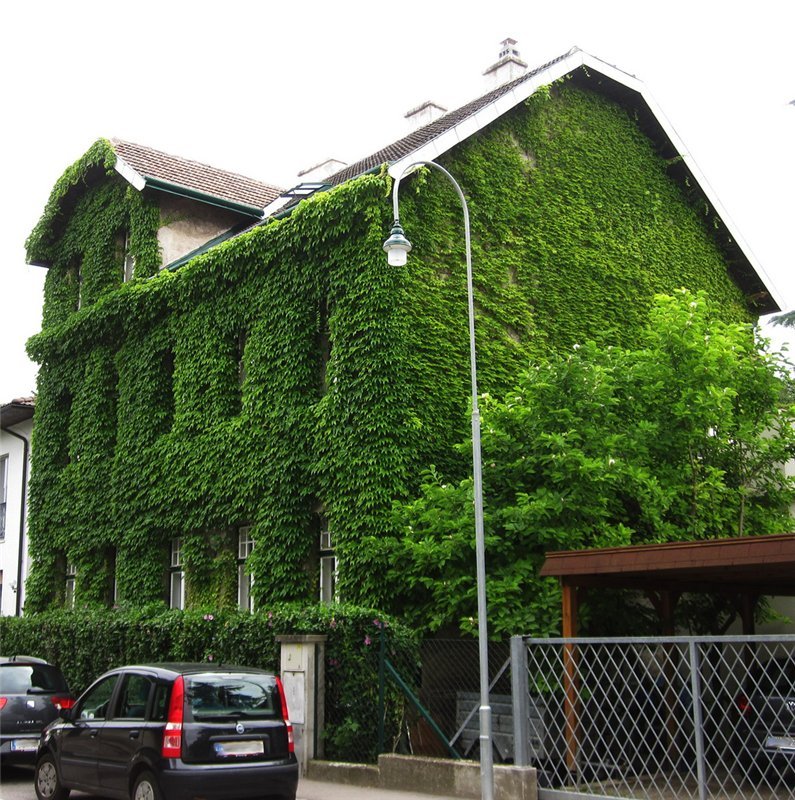 Красивый зеленый дом