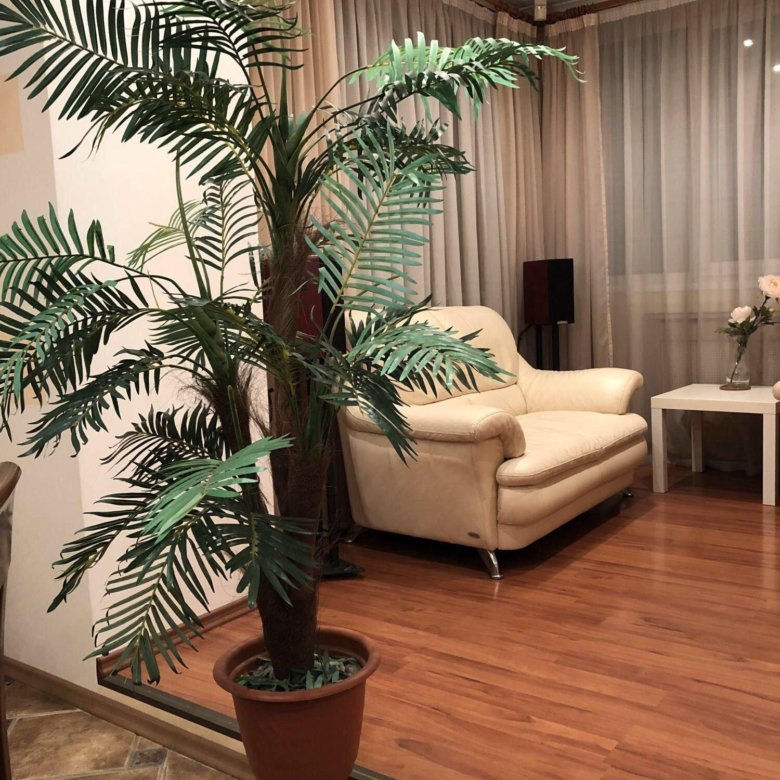 Пальма в интерьере квартиры