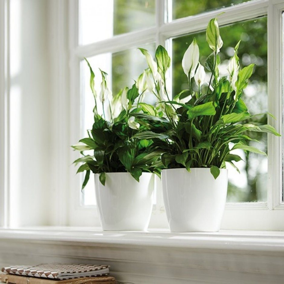 Комнатные растения на окне (74 фото)