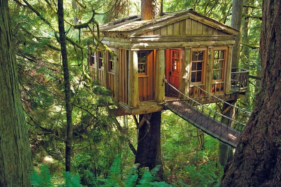 Отель на дереве США штат Вашингтон