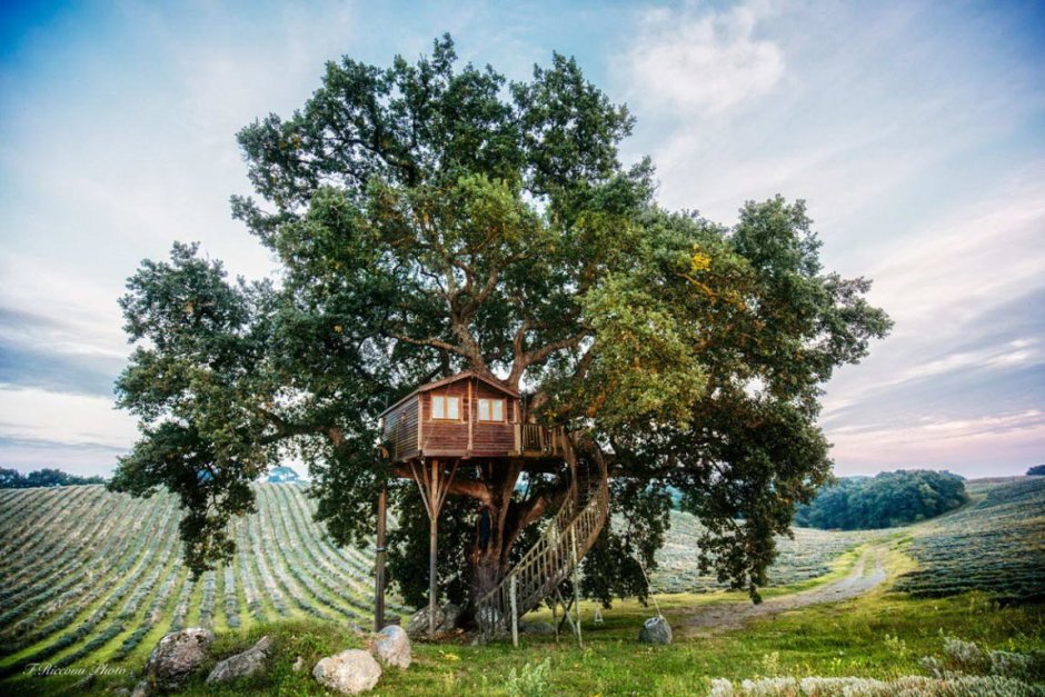 Алникский дом на дереве