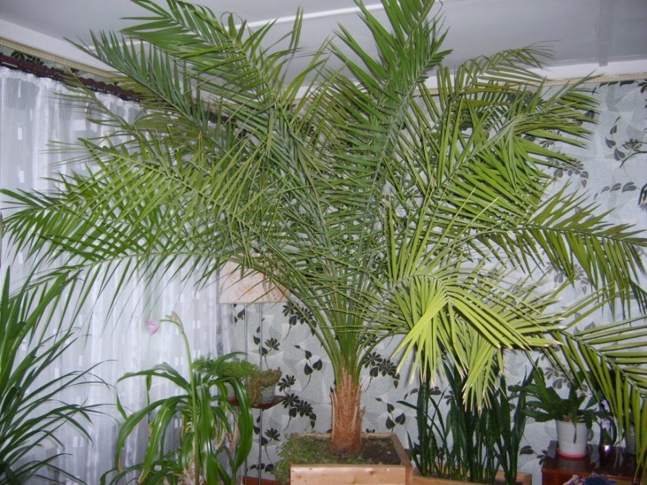 Финиковая Пальма домашнее растение