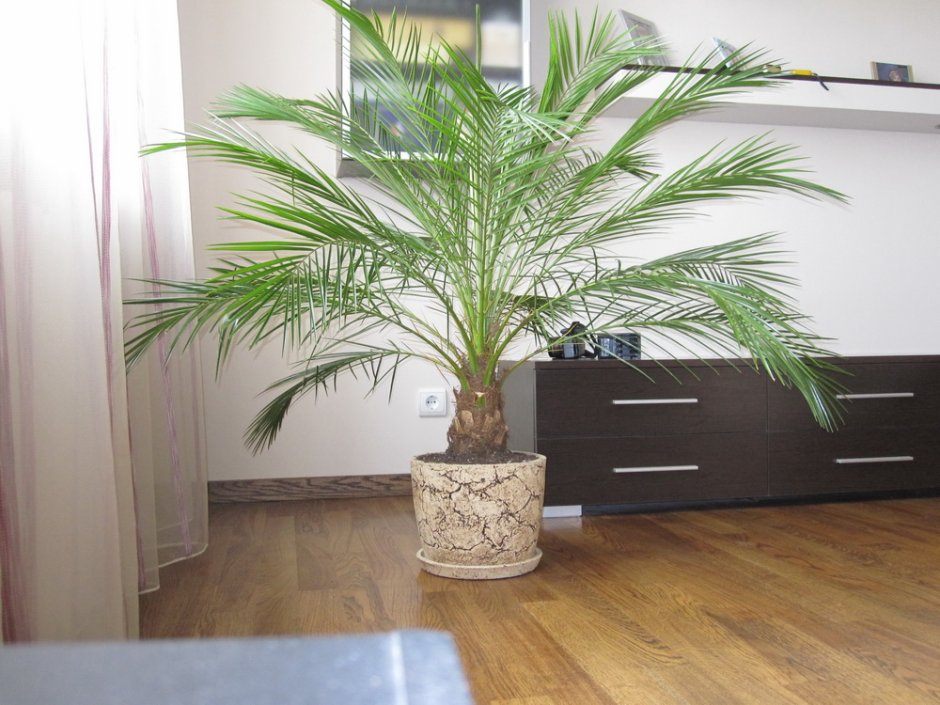 Финиковая пальма дома (67 фото)