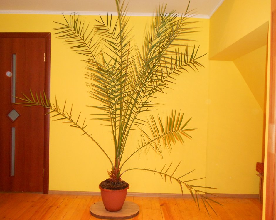 Финиковая Пальма декоративная