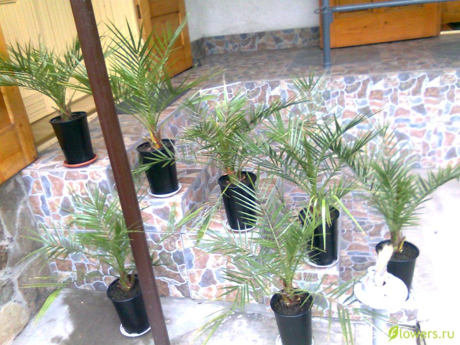 Удобрения для финиковой пальмы