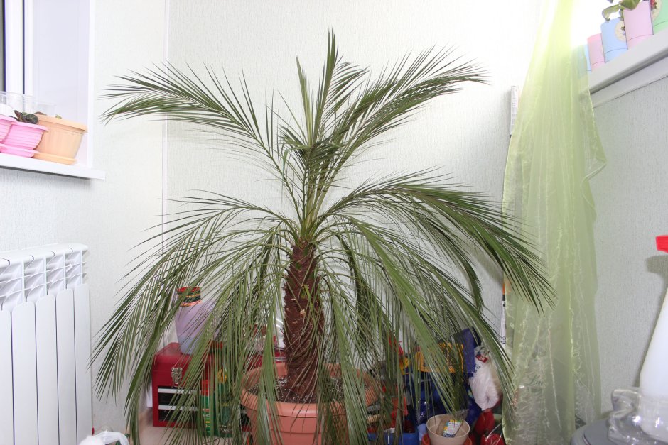 Финиковая Пальма комнатное растение