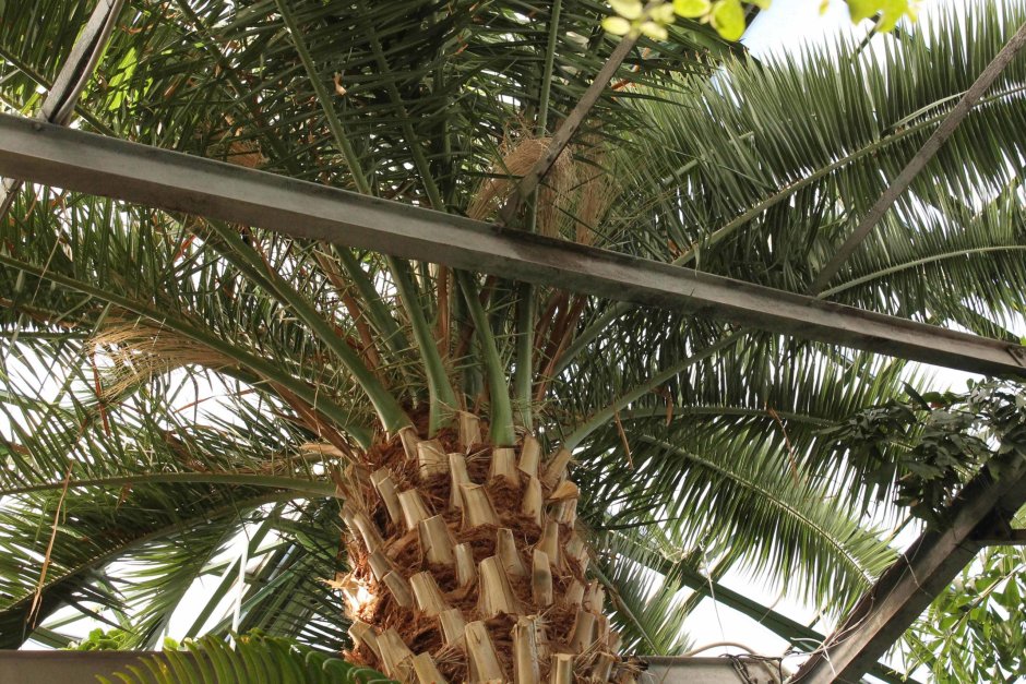 Семена финиковой пальмы