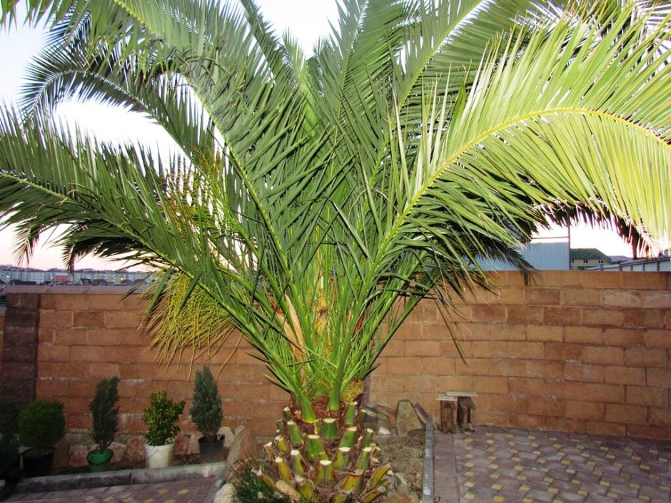 Финиковая Пальма комнатное растение