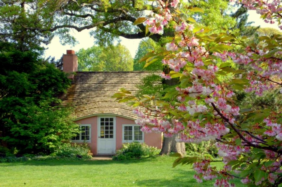 Вишневый сад на даче фото