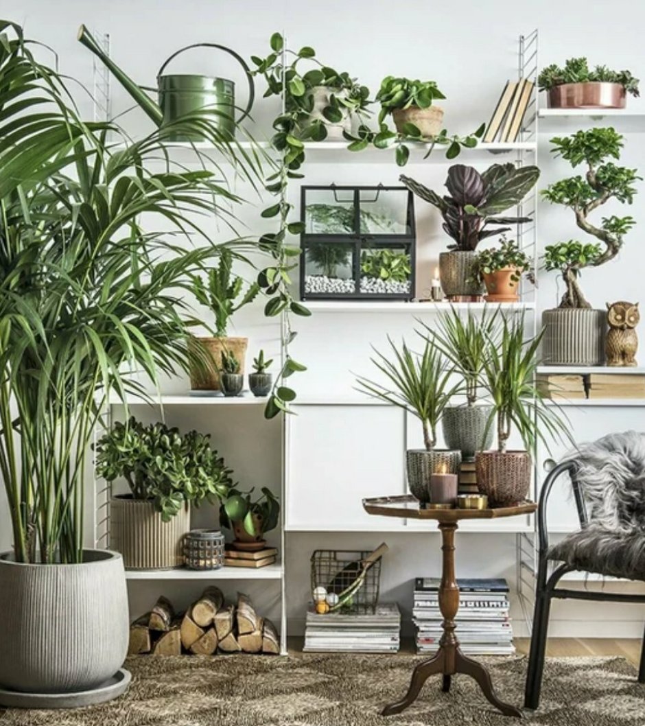 Комнатные растения в интерьере жилого дома (82 фото)