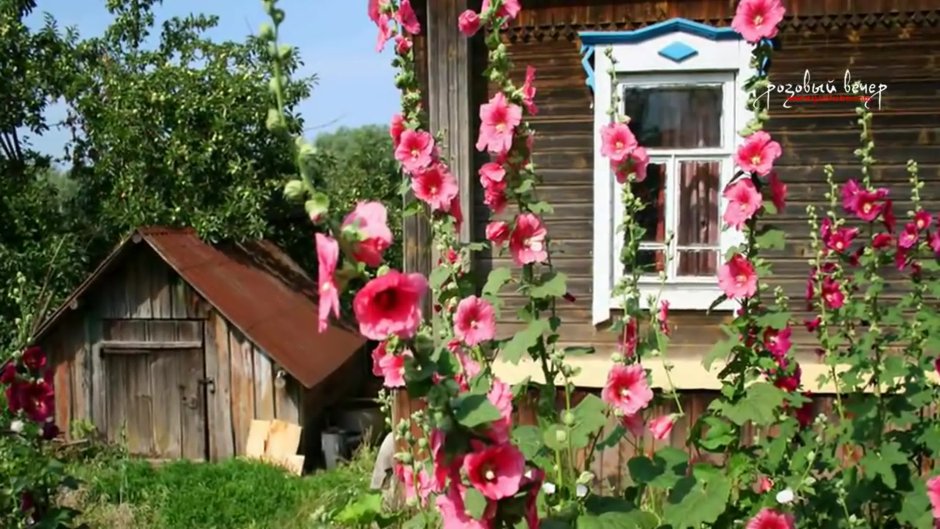 Деревенский дом в цветущей черемухе