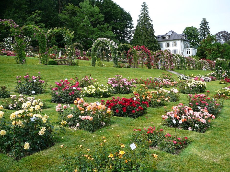 Розовый сад гённеранлаге