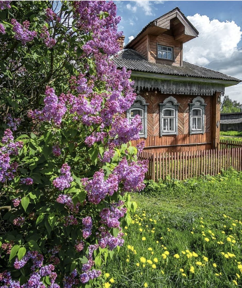 Деревенский домик с сиренью