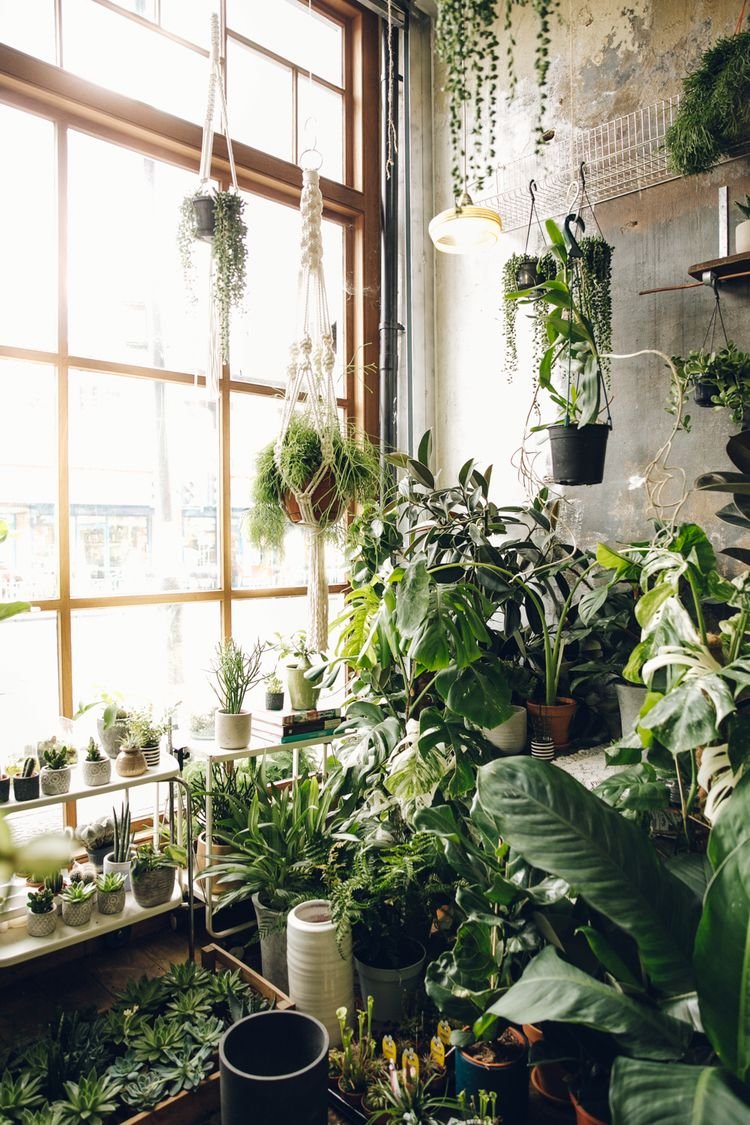 Оранжерея с комнатными растениями