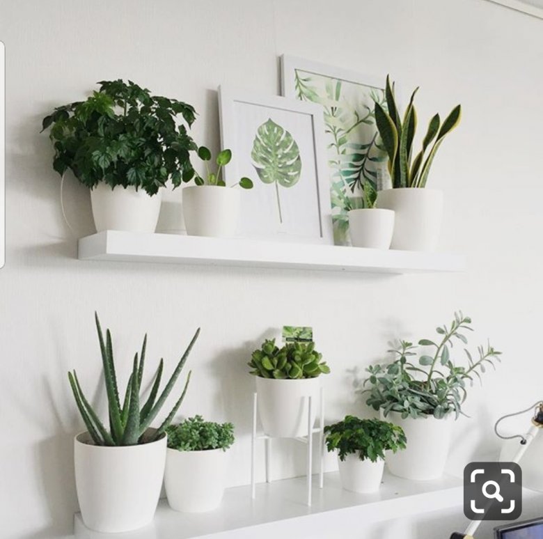 Растения на стене