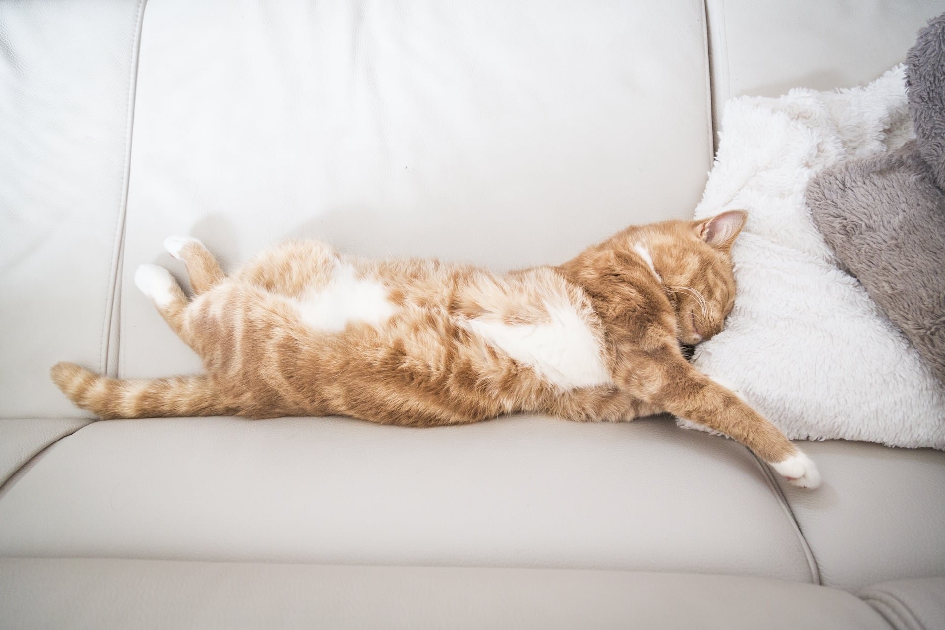Спящий на диване рыжий котенок