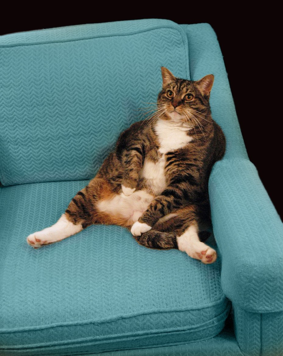 Коты на диване (64 фото)