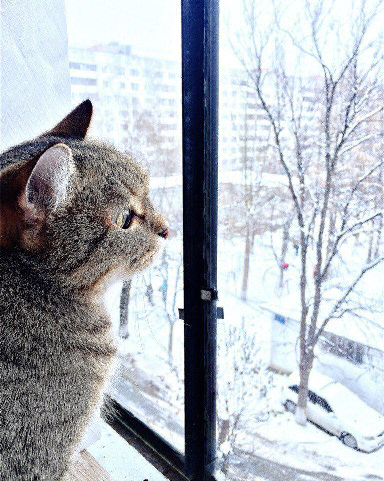 Кот на заснеженном окне