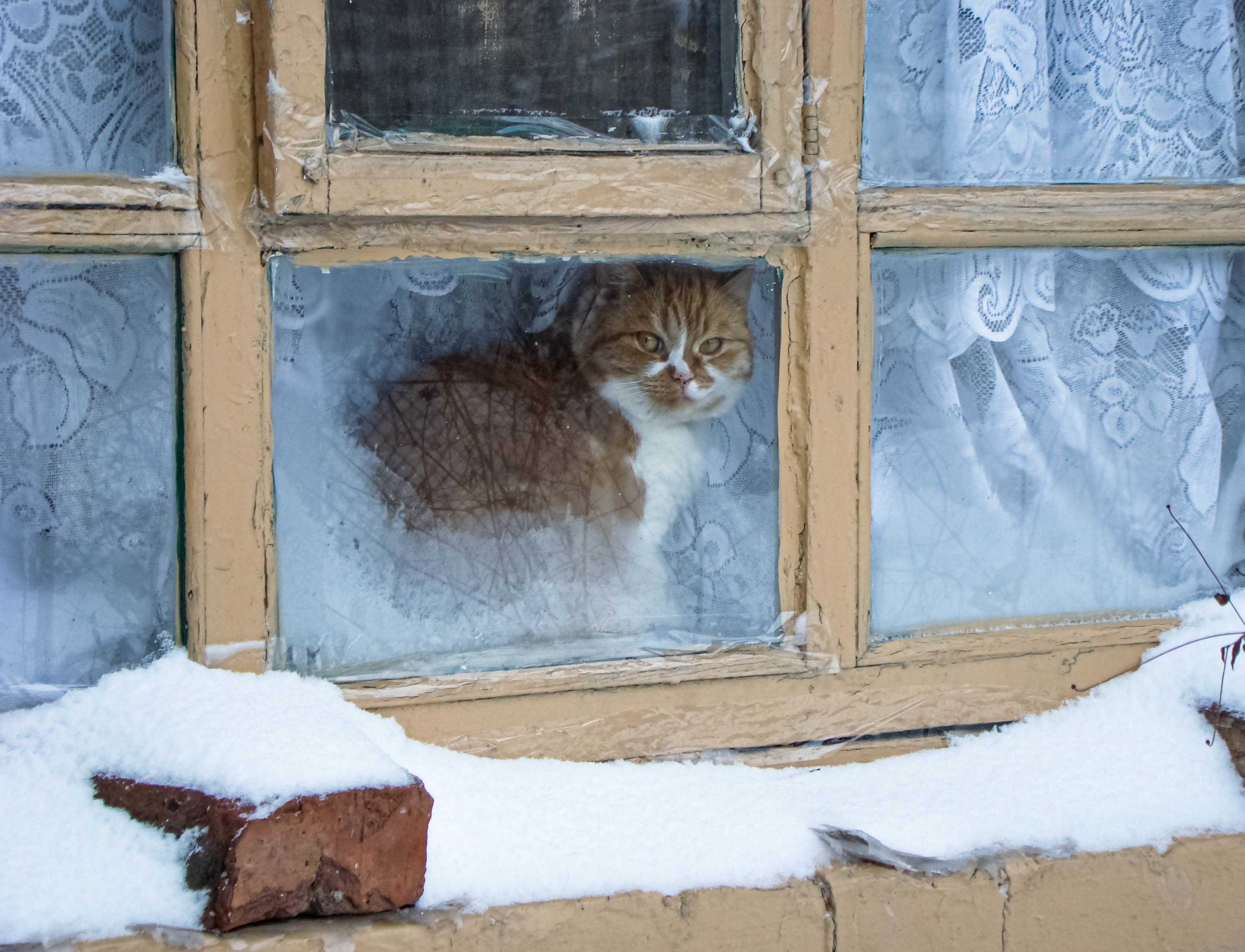 Голодное окно. Зимнее окно. Окно зимой. Окно с зимним пейзажем. Зимнее окно снаружи.