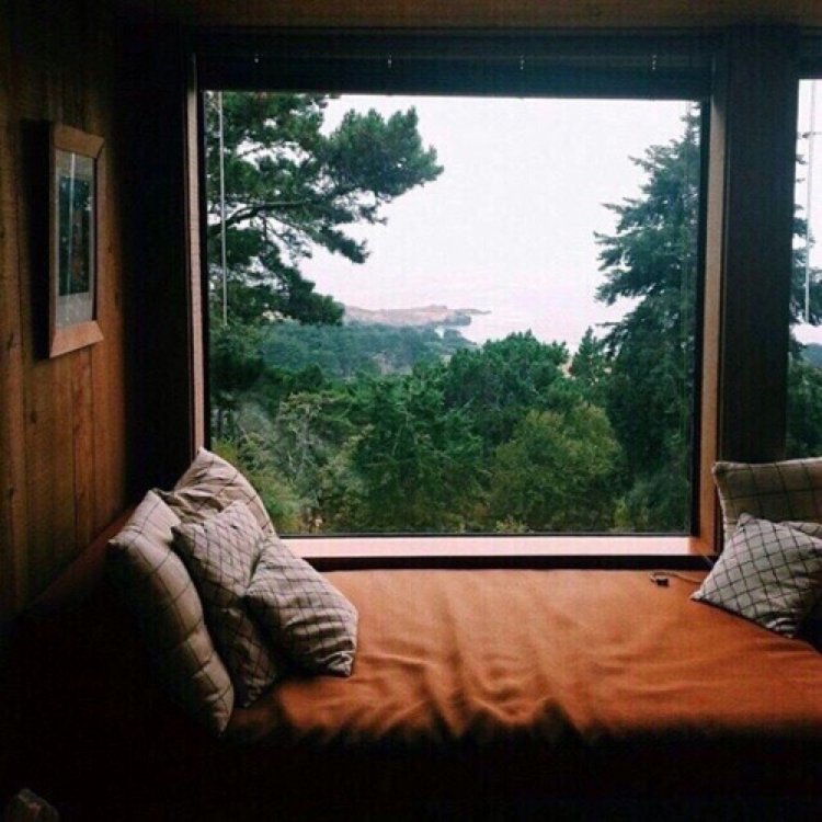 Вид из окна на лес