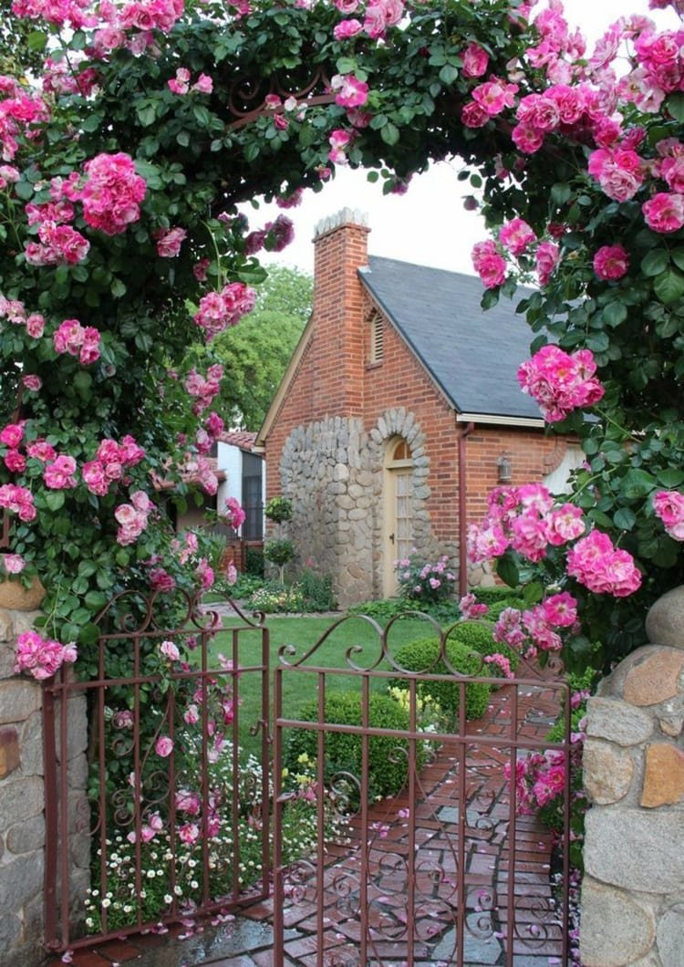 Роза плетистая в саду розарий