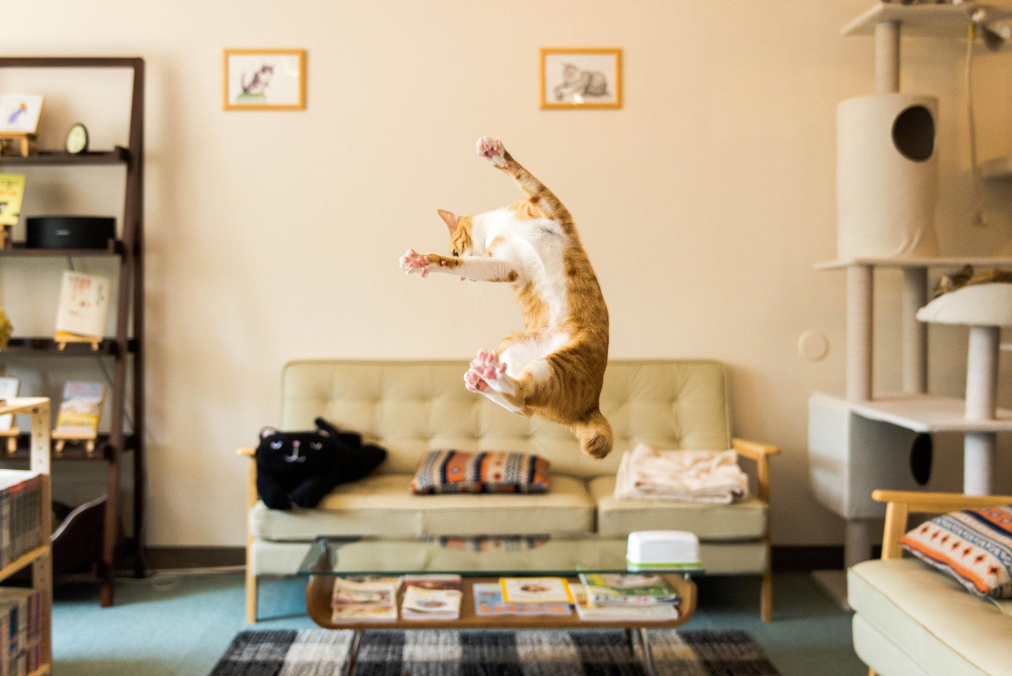Дом счастливых кошек. Кошка в квартире. Интерьер для кошек в квартире. Кот в интерьере. Животные для квартиры.