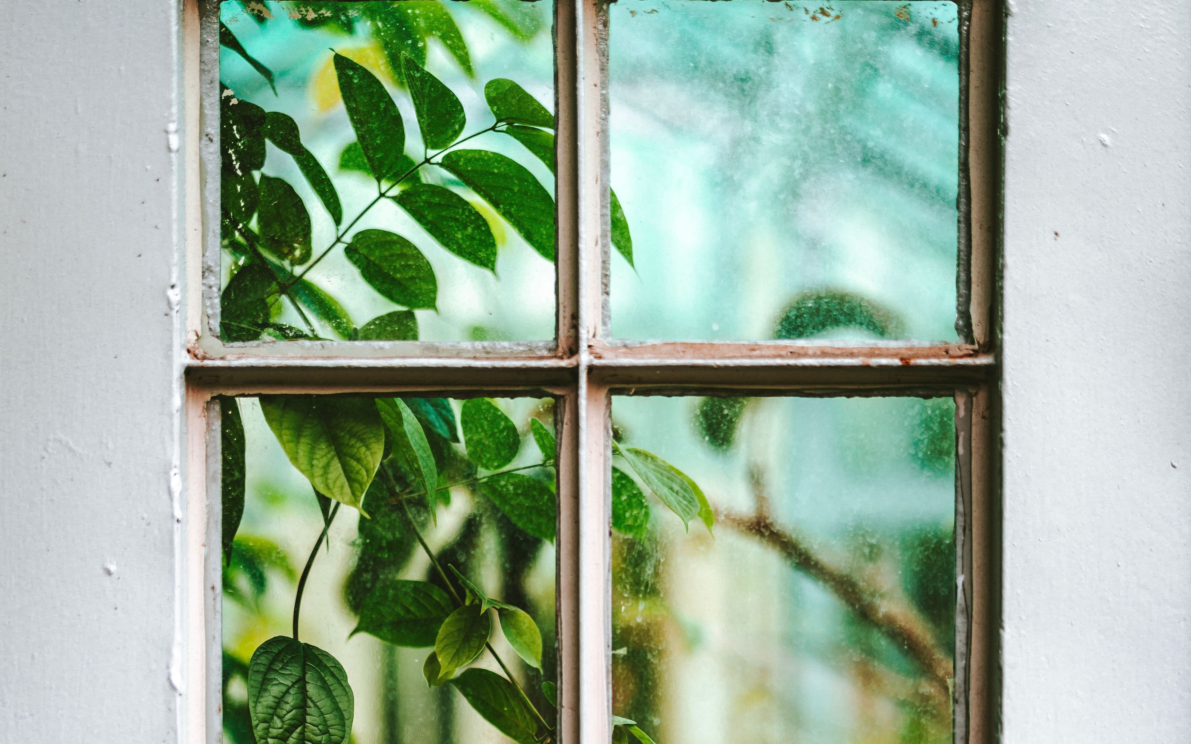 Ветка стучит в окно. У окна. Природа за окном. Окно в природу.