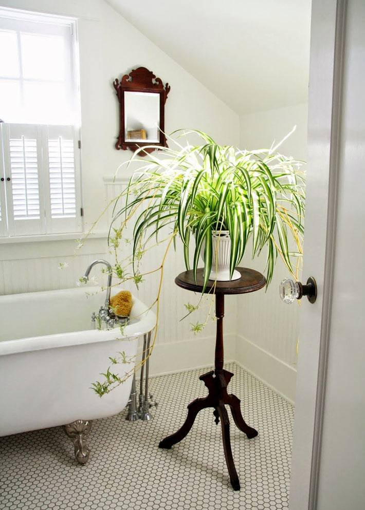 Декоративные растения в ванную комнату