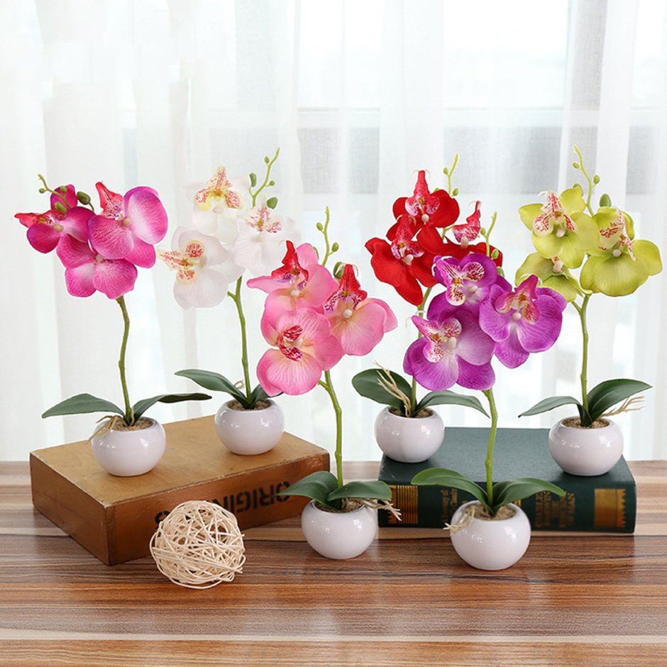 Орхидея бонсай фаленопсис