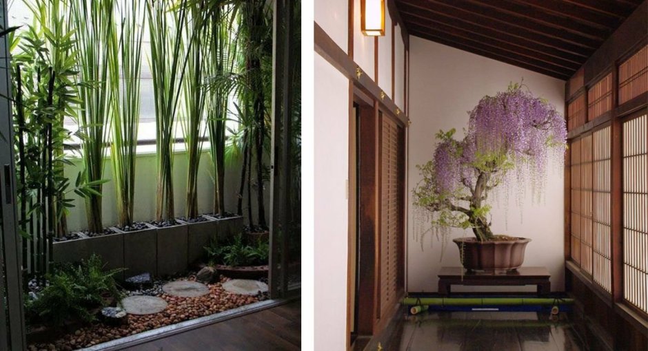 Растение бамбук в интерьере