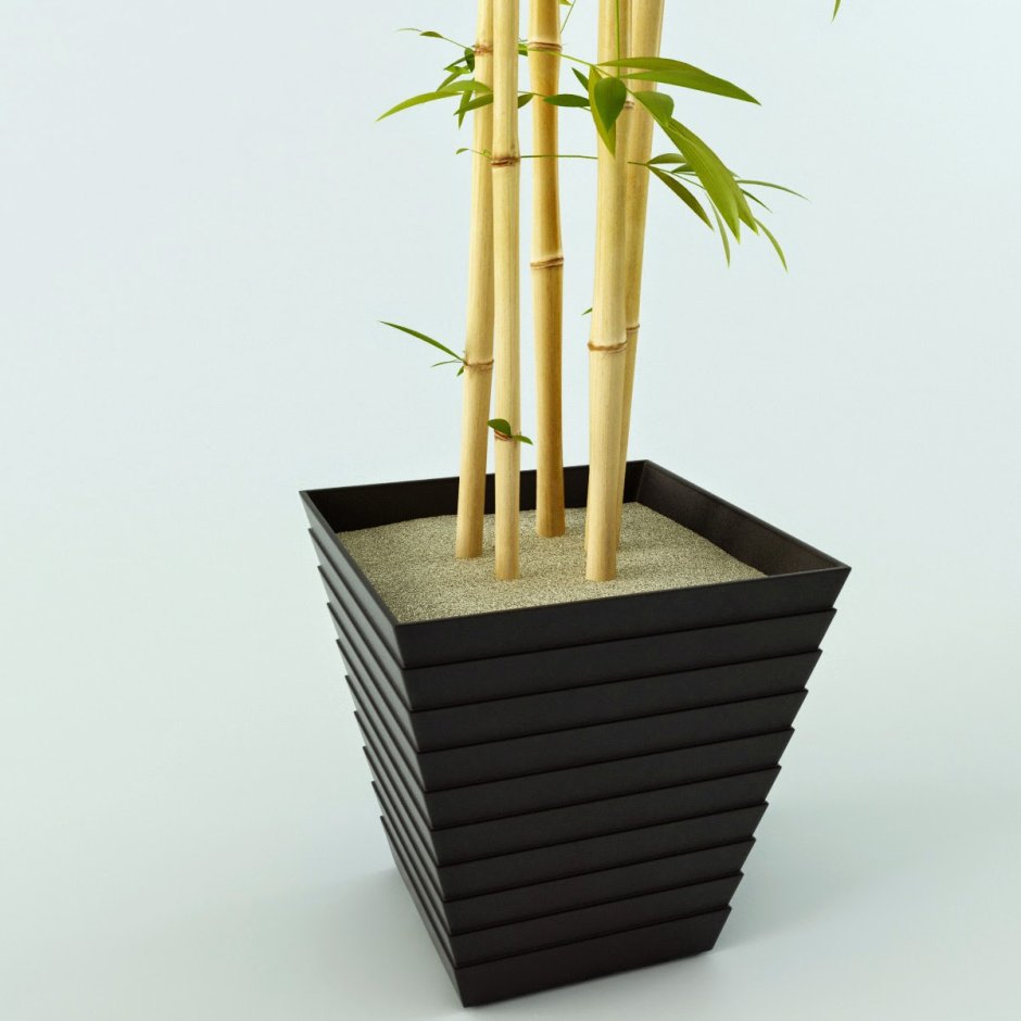 Бамбук для сада декоративный