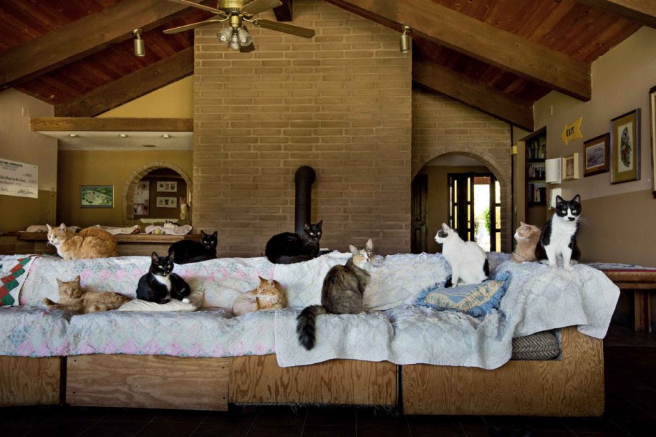 Приют для кошек Кэт Хаус в Калифорнии
