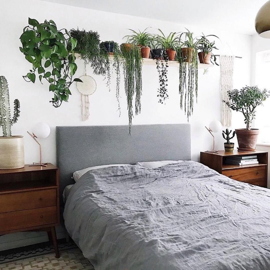 Лучшие комнатные растения для спальни