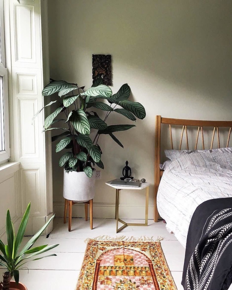 Комнатные растения в спальне