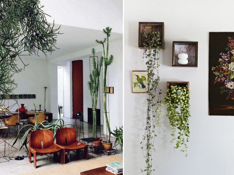 Комнатные растения на стене в интерьере