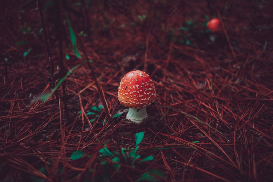 Мухомор Эстетика