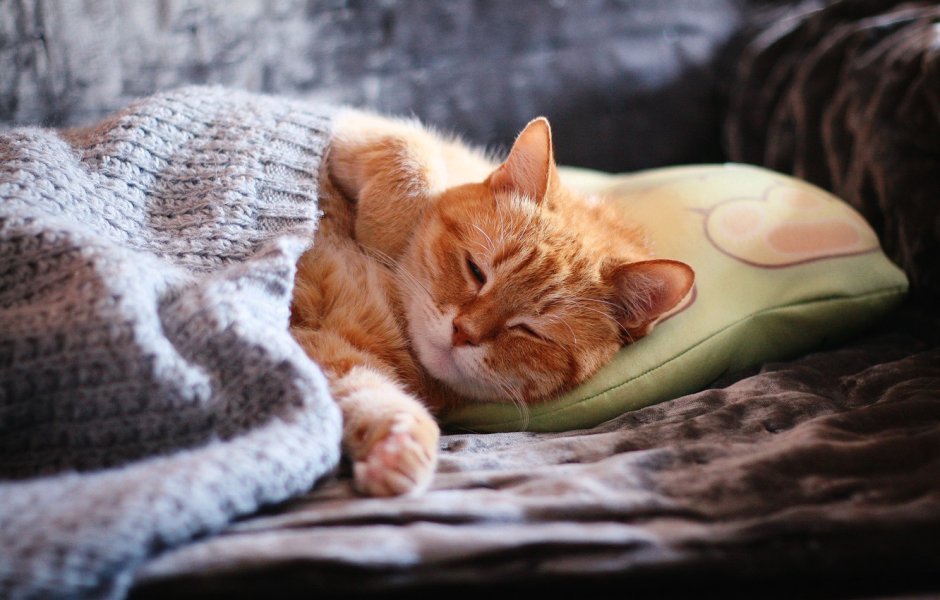 Рыжий кот спит на диване