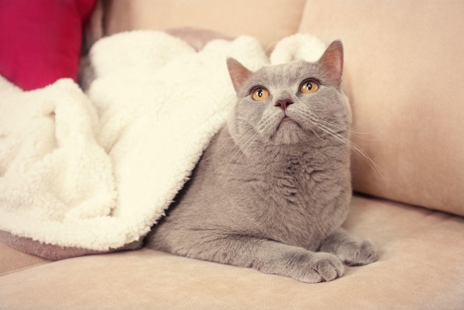 Серый котик на диване