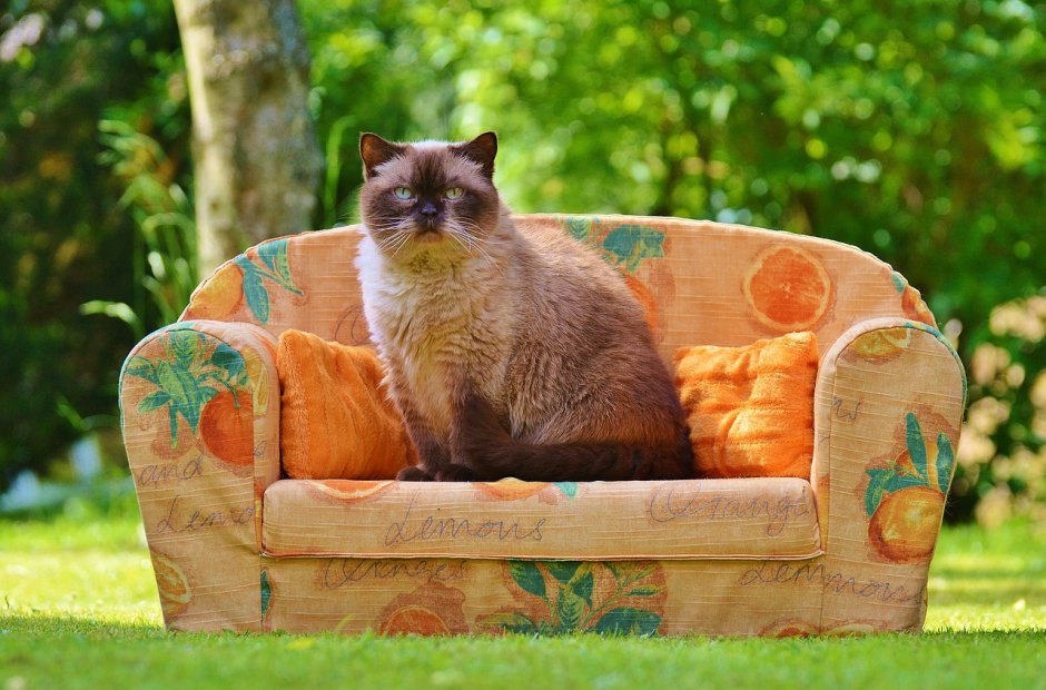 Котик на диванчике
