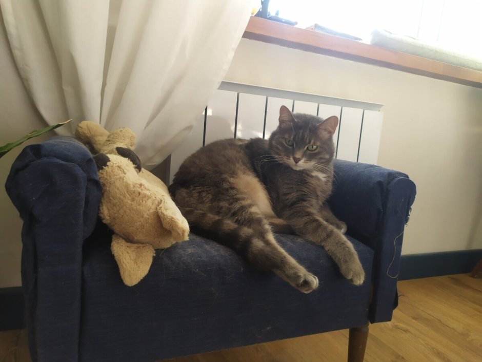 Рыжий котенок на диване