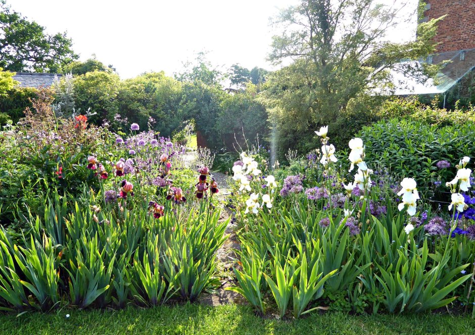 Ирис гибридный английский сад