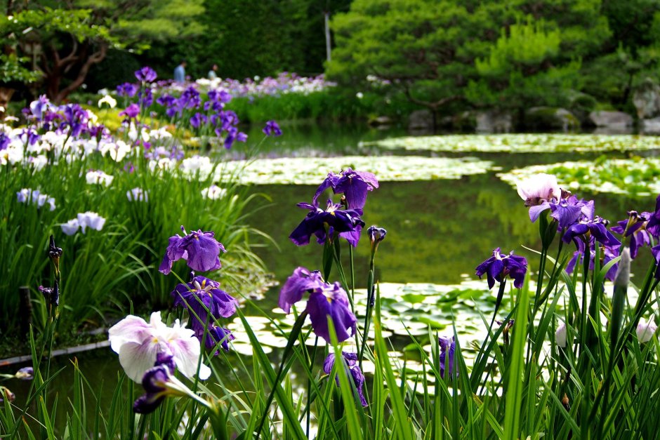 Суйго Савара: Водный сад ирисов в Японии