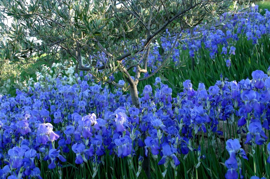 Ирис садовый (Iris Hybrid)