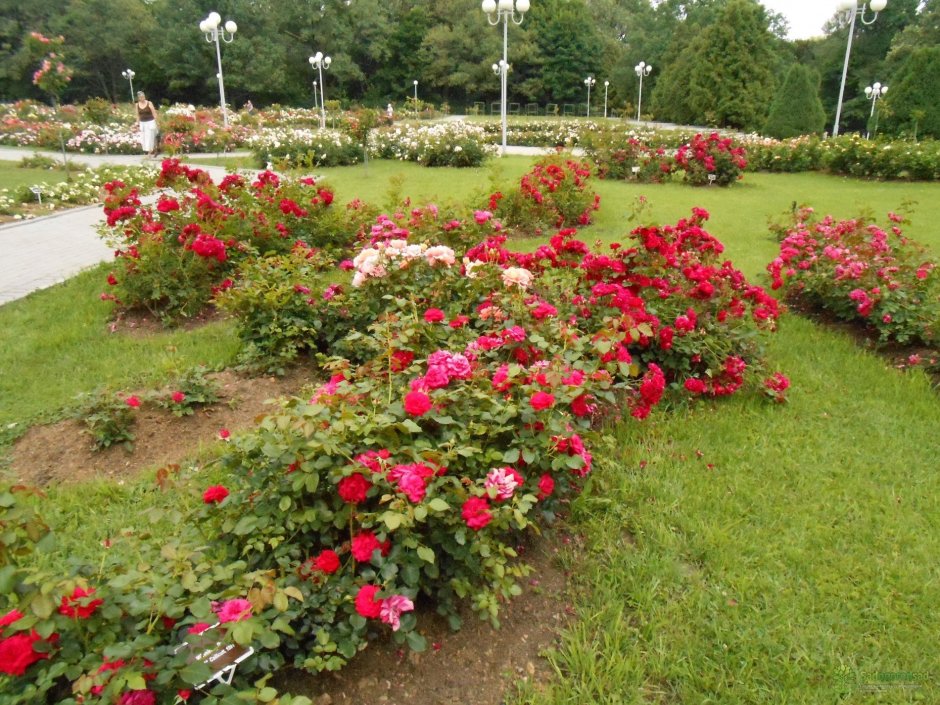 Почвопокровная роза в ландшафтном дизайне (73 фото)